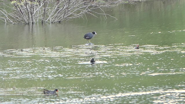 Eurasian Coot - ML622103738