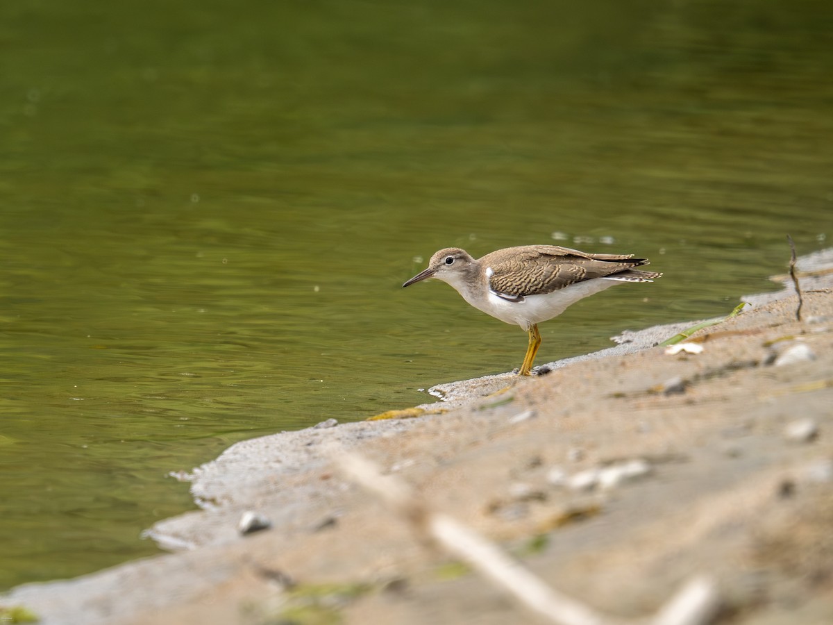 Spotted Sandpiper - ML622103740