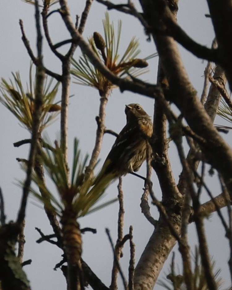 Yellow-rumped Warbler - ML622103741