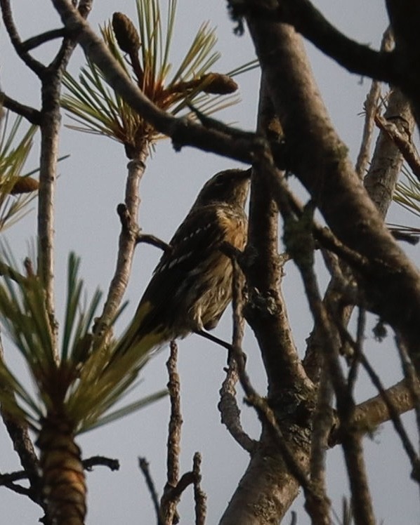 Yellow-rumped Warbler - ML622103742