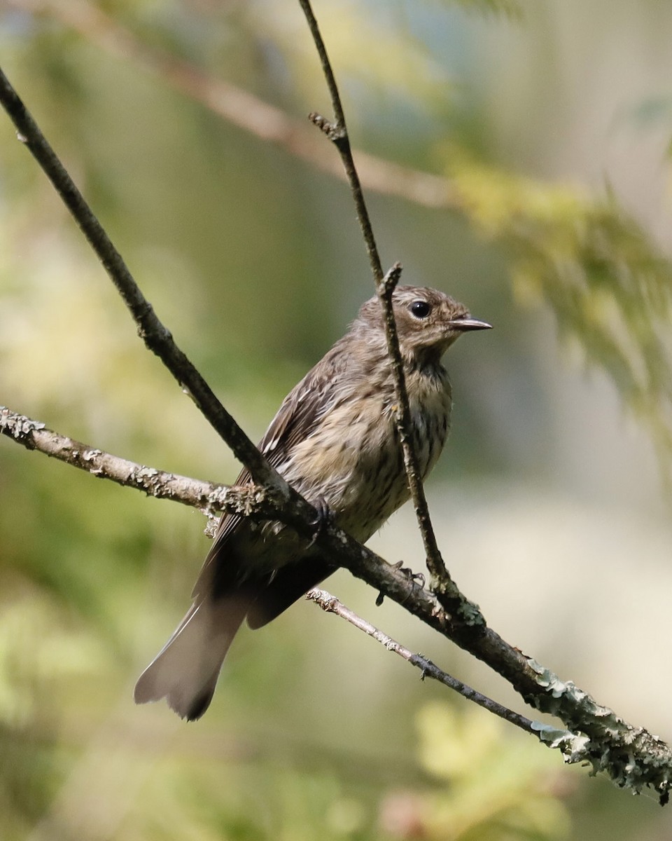 Yellow-rumped Warbler - ML622103743