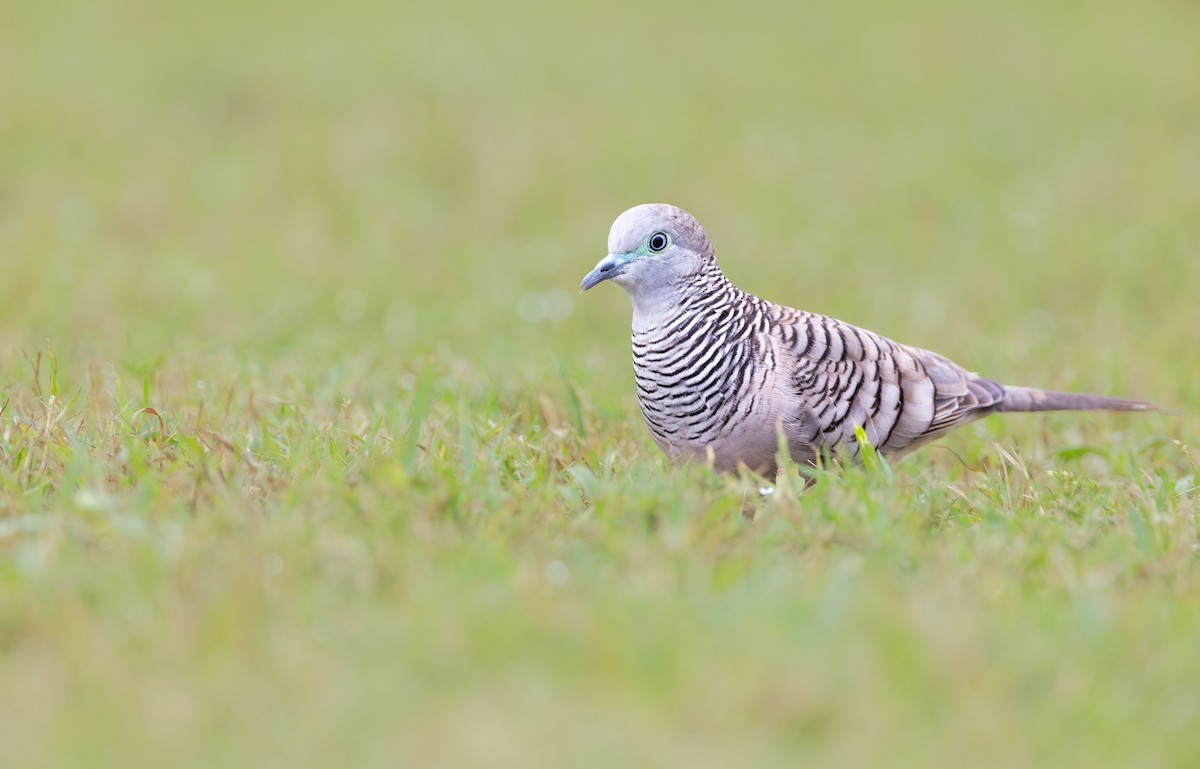 Peaceful Dove - ML622103749