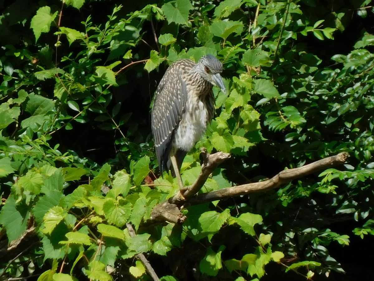 Yellow-crowned Night Heron - ML622103750