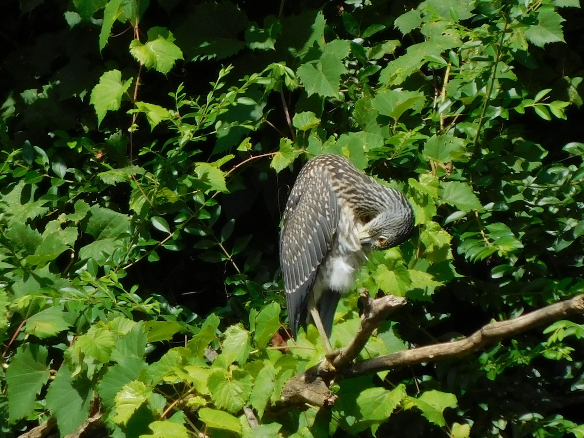 Yellow-crowned Night Heron - ML622103751