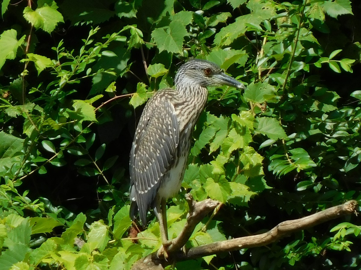 Yellow-crowned Night Heron - ML622103752