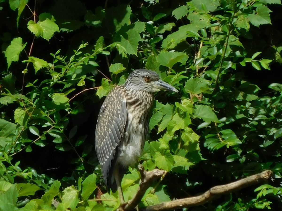 Yellow-crowned Night Heron - ML622103753