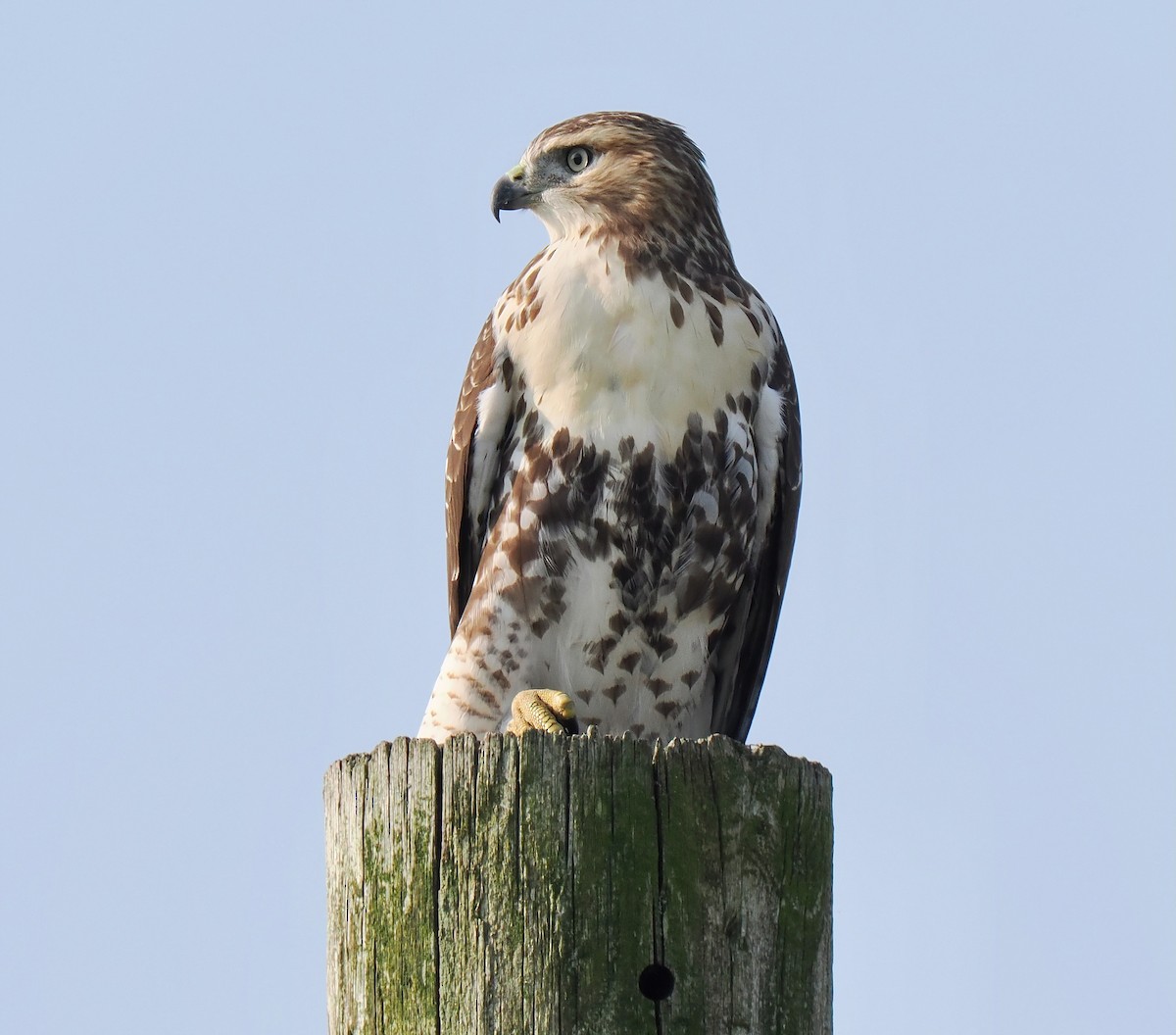 Red-tailed Hawk - ML622103754