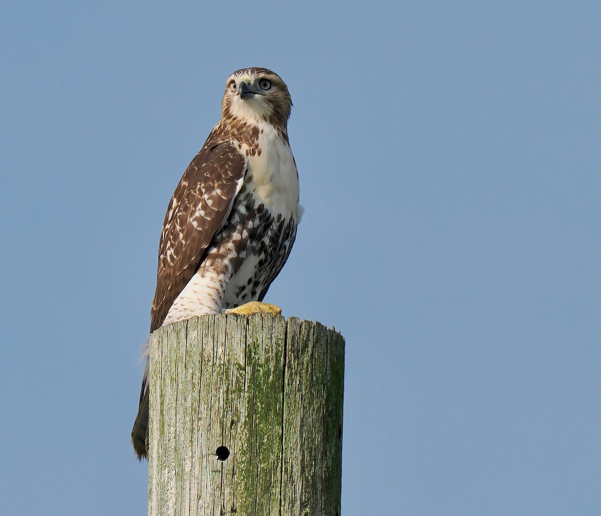 Red-tailed Hawk - ML622103755