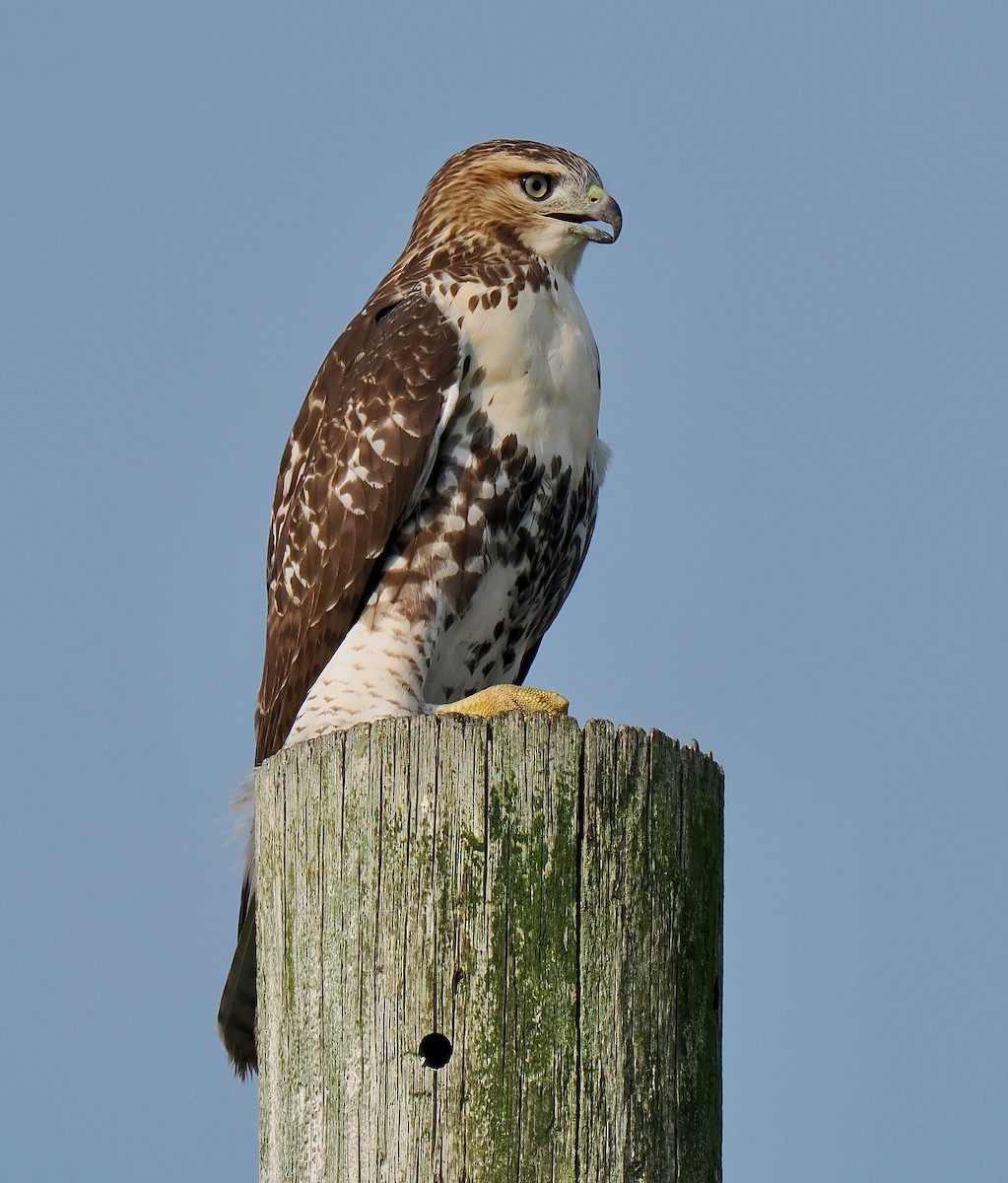 Red-tailed Hawk - ML622103756