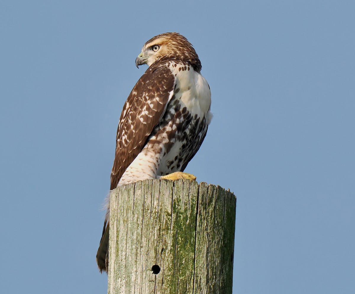 Red-tailed Hawk - ML622103757