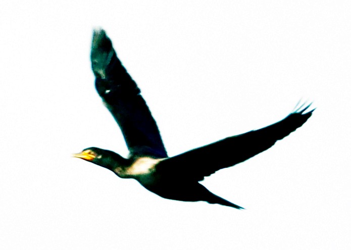 Double-crested Cormorant - ML622103758