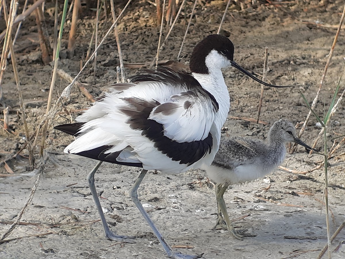 Pied Avocet - ML622103759