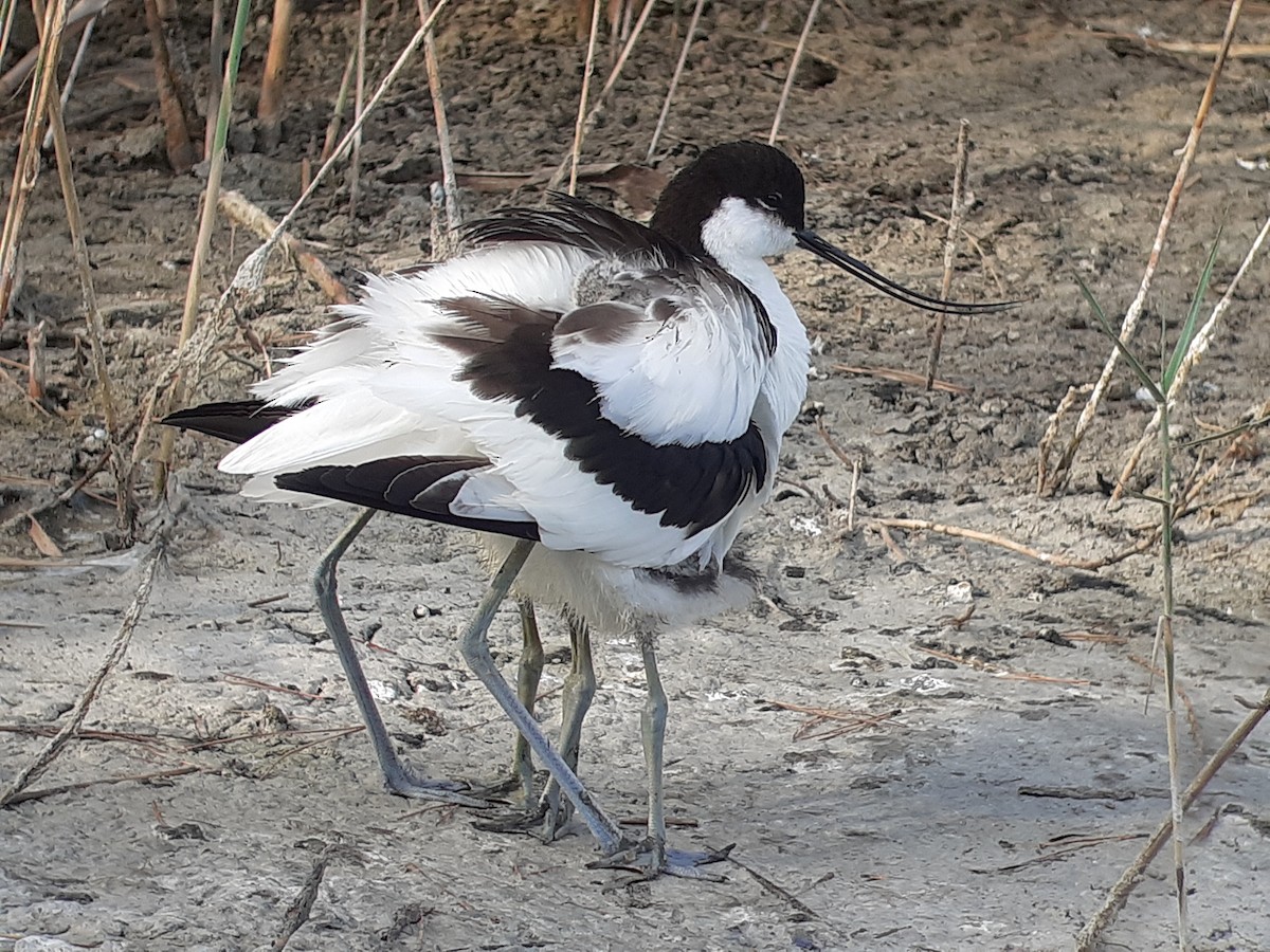 Pied Avocet - ML622103760