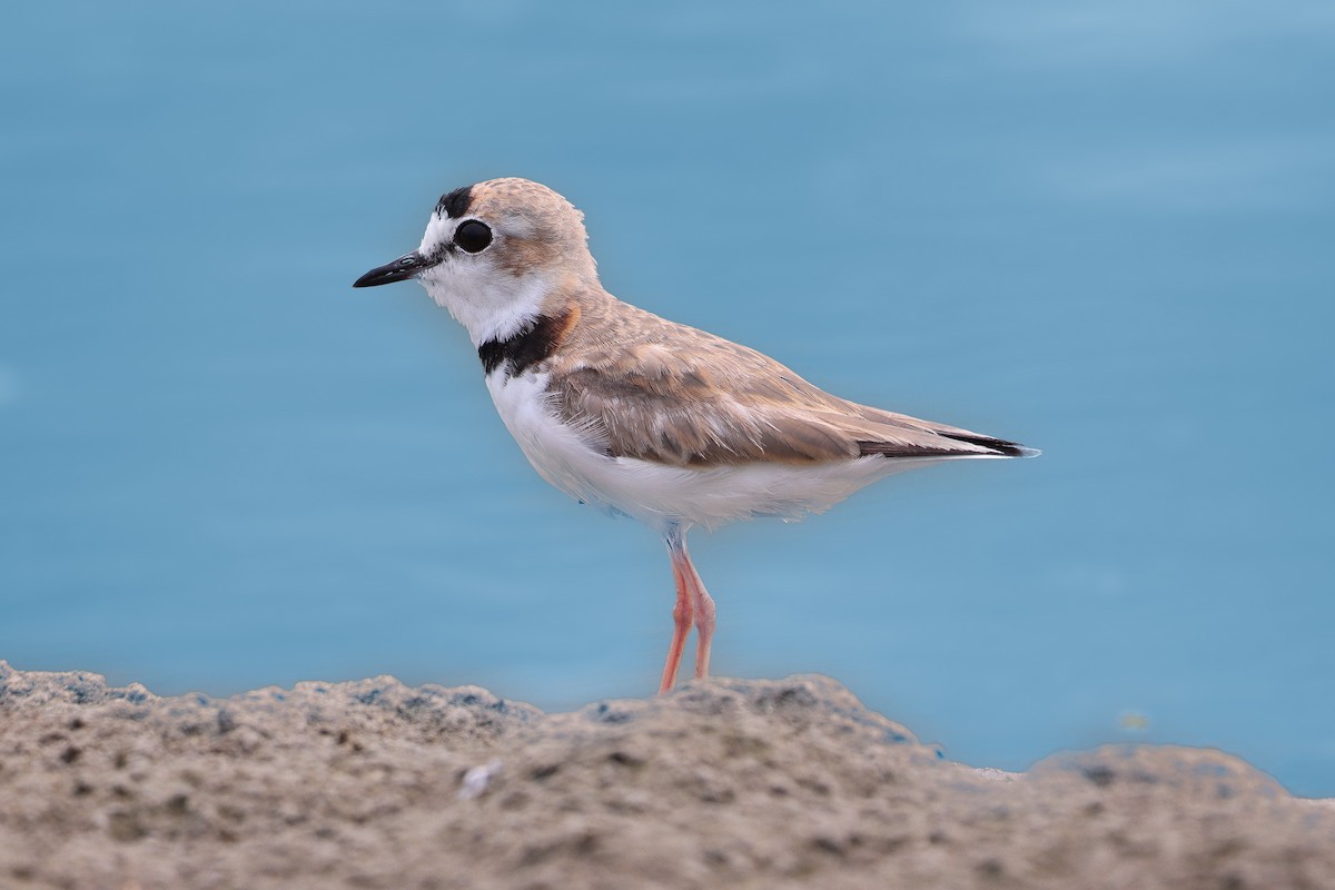 Collared Plover - ML622103762