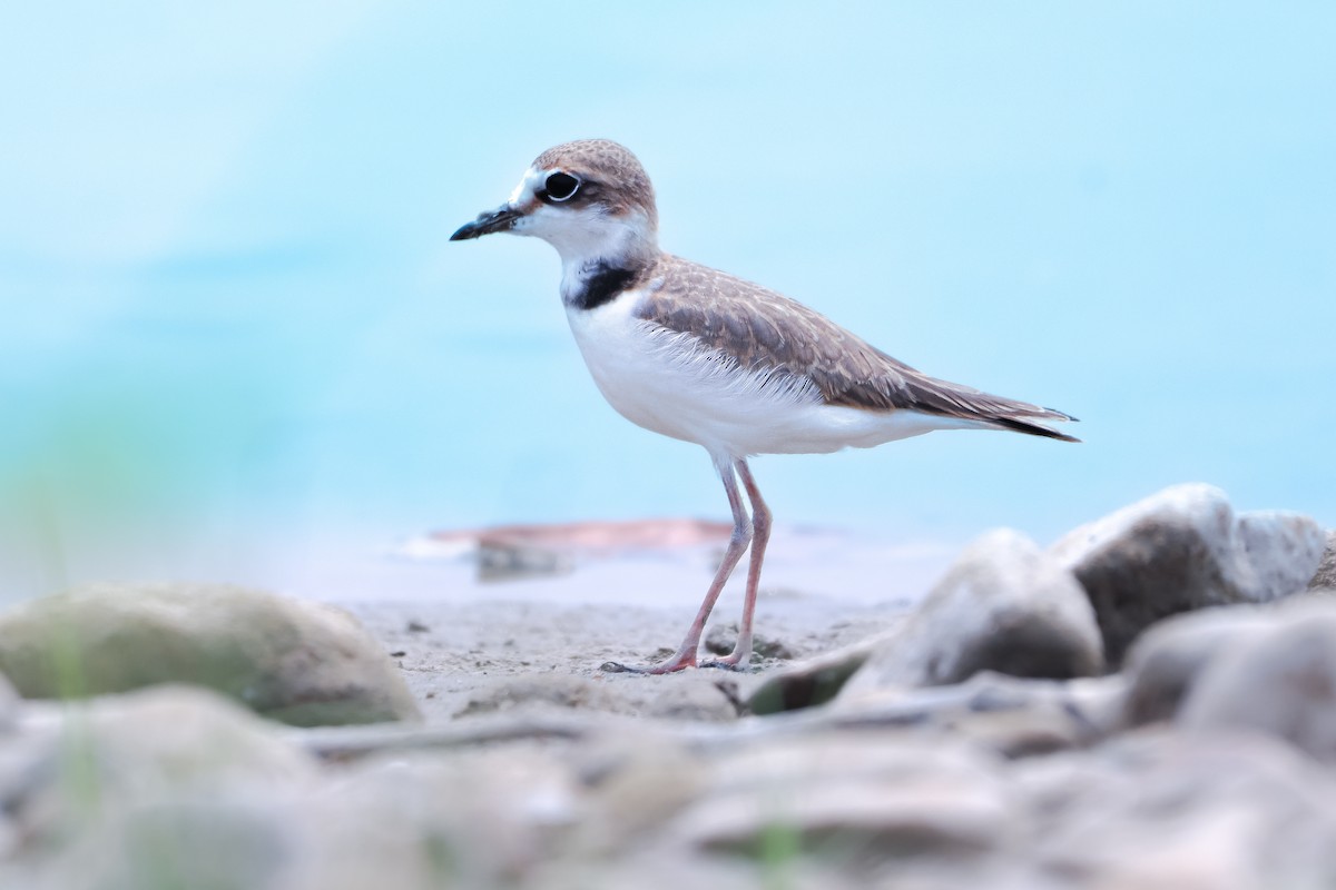 Collared Plover - ML622103763