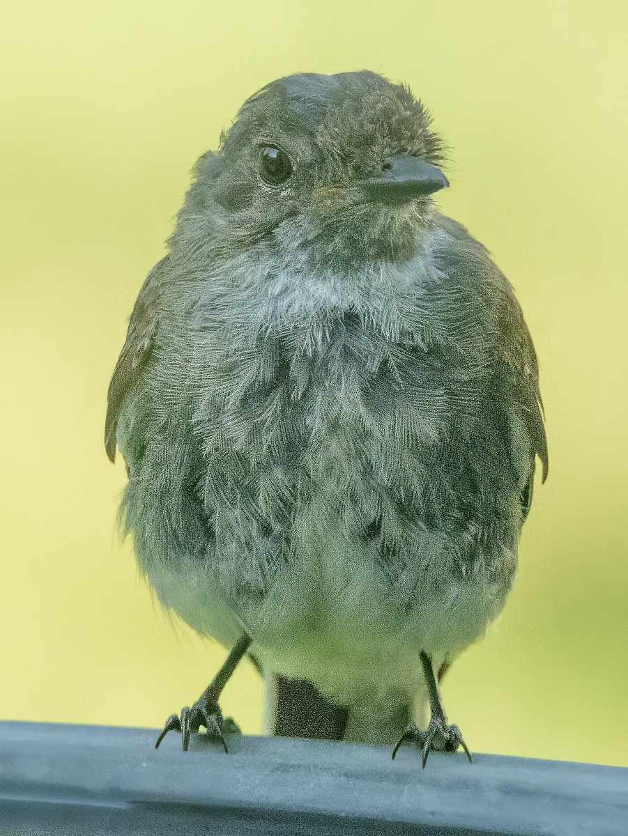 Eastern Phoebe - ML622103764