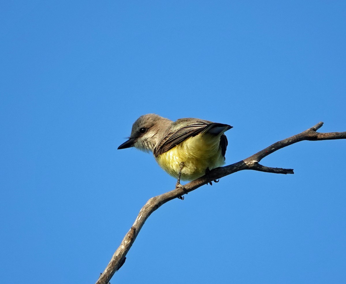 Cassin's Kingbird - Linda Thomas