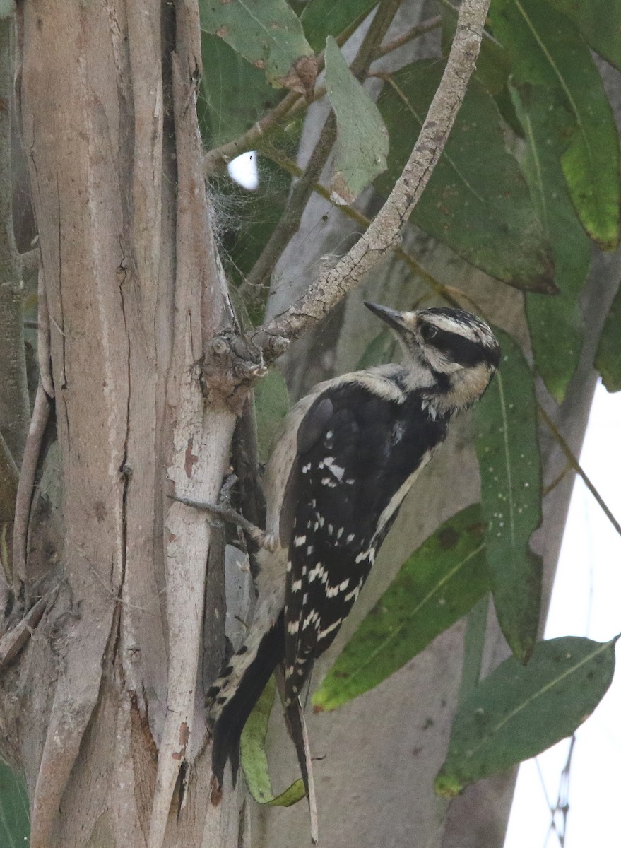 Downy Woodpecker - ML622103766