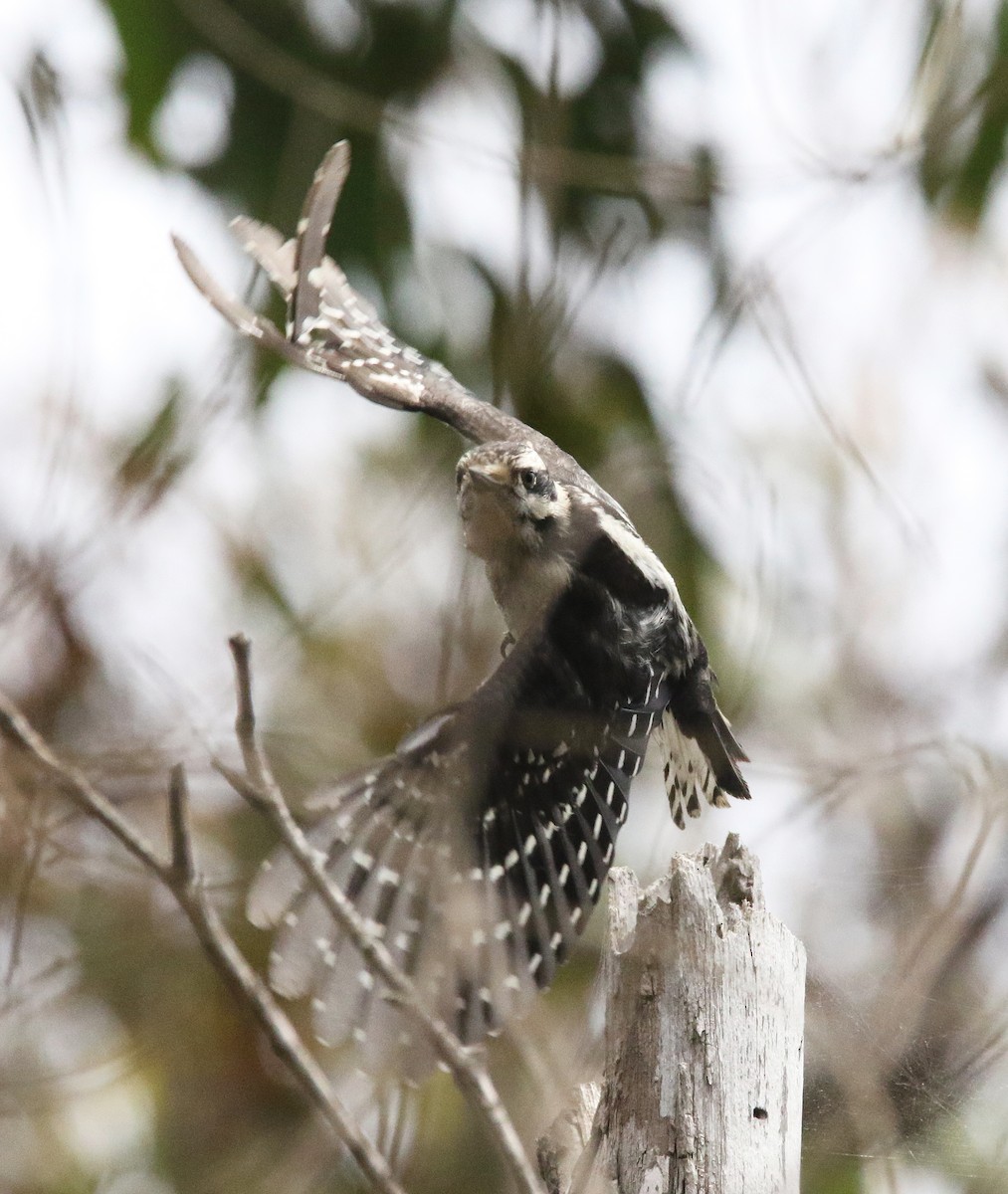 Downy Woodpecker - ML622103767