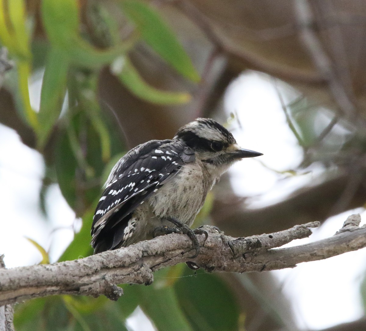 Downy Woodpecker - ML622103768