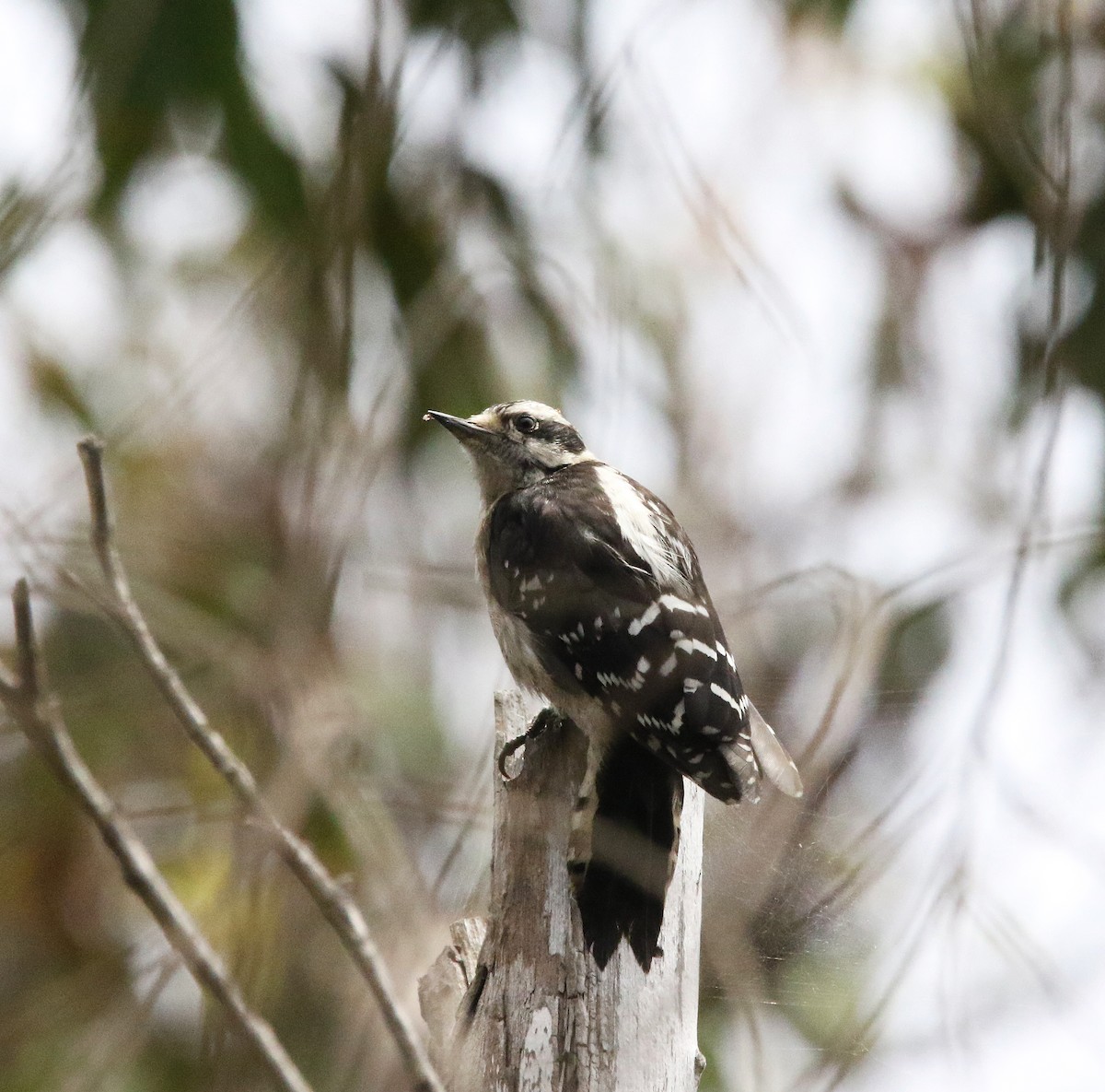 Downy Woodpecker - ML622103769