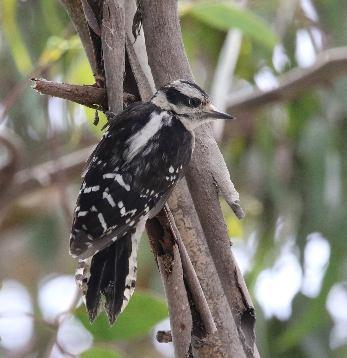 Downy Woodpecker - ML622103770