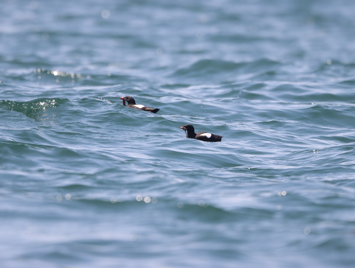 Black Guillemot - ML622103771