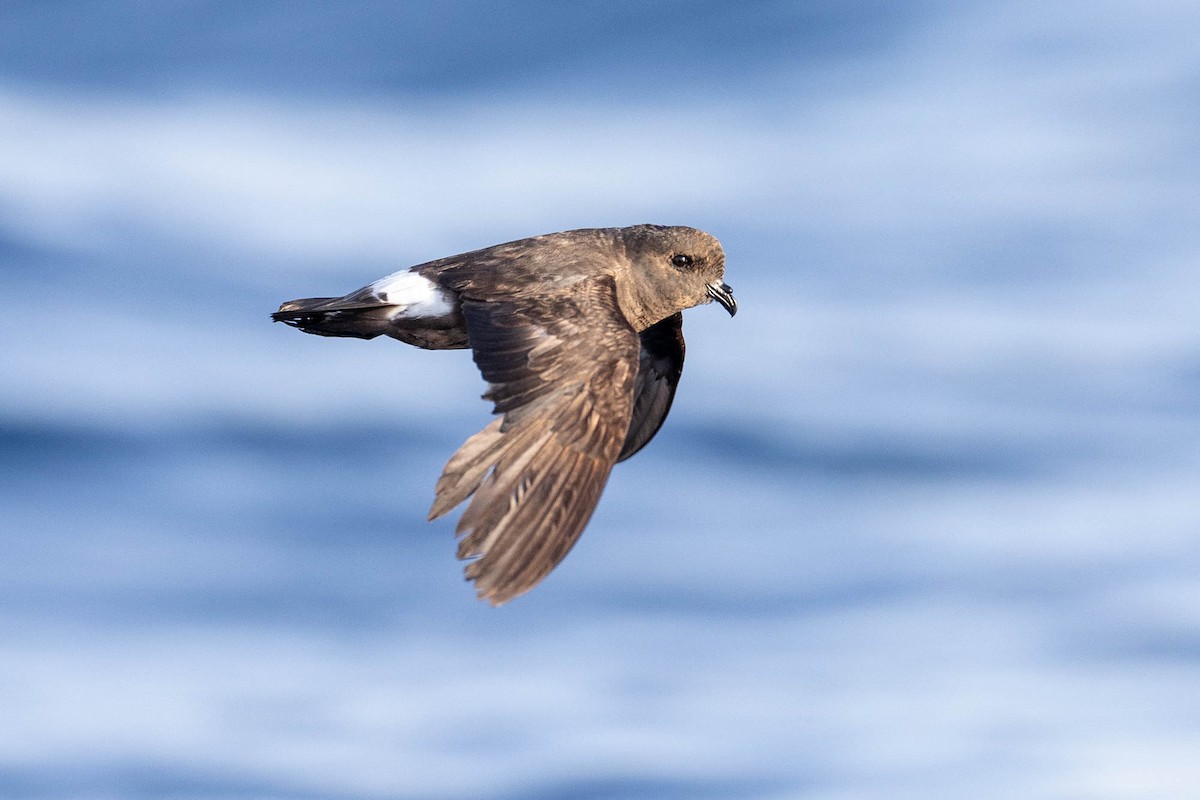 Paíño Europeo (melitensis) - ML622103791