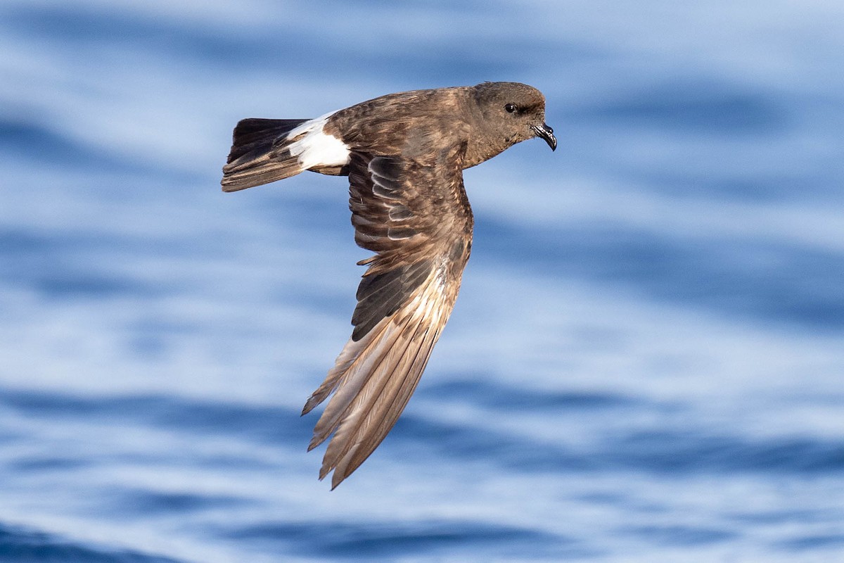 European Storm-Petrel (Mediterranean) - ML622103792