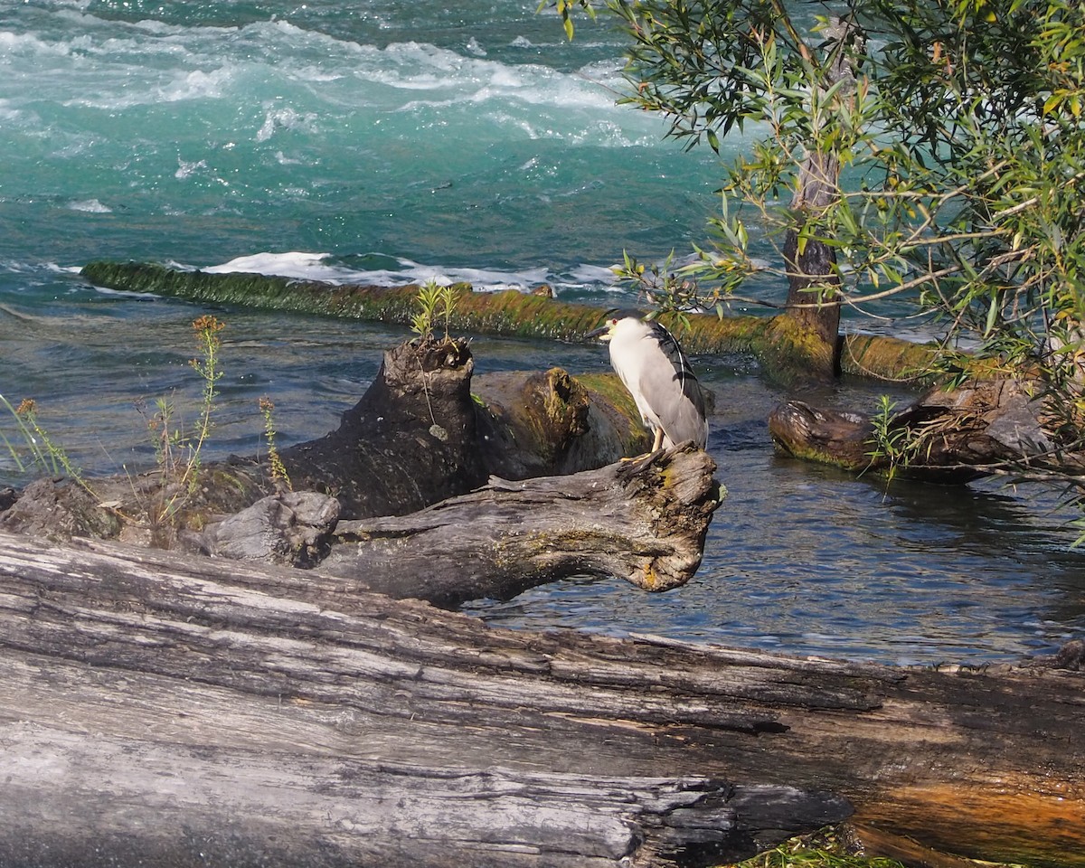 Black-crowned Night Heron - ML622103793