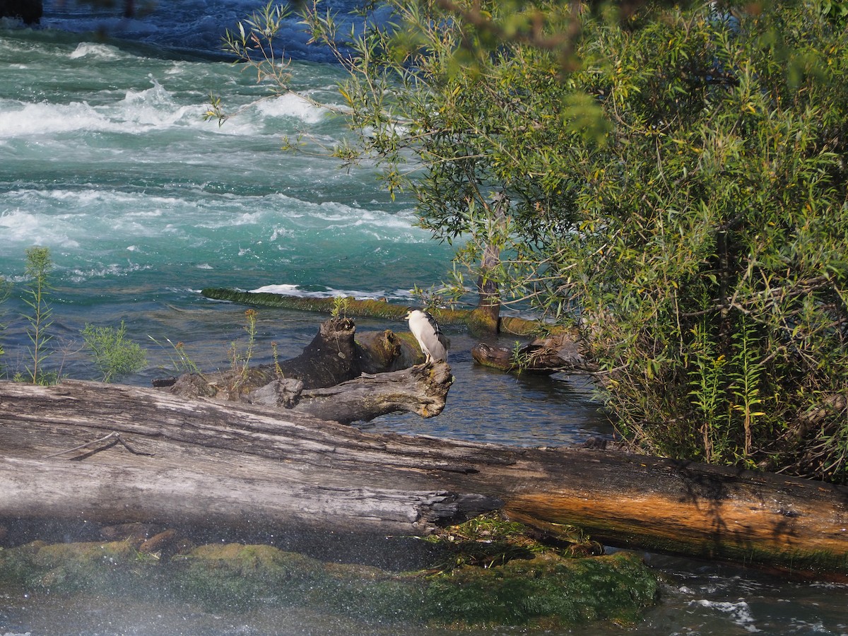 Black-crowned Night Heron - ML622103794