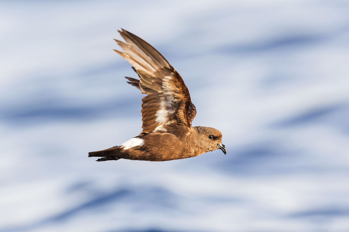 European Storm-Petrel (Mediterranean) - ML622103799