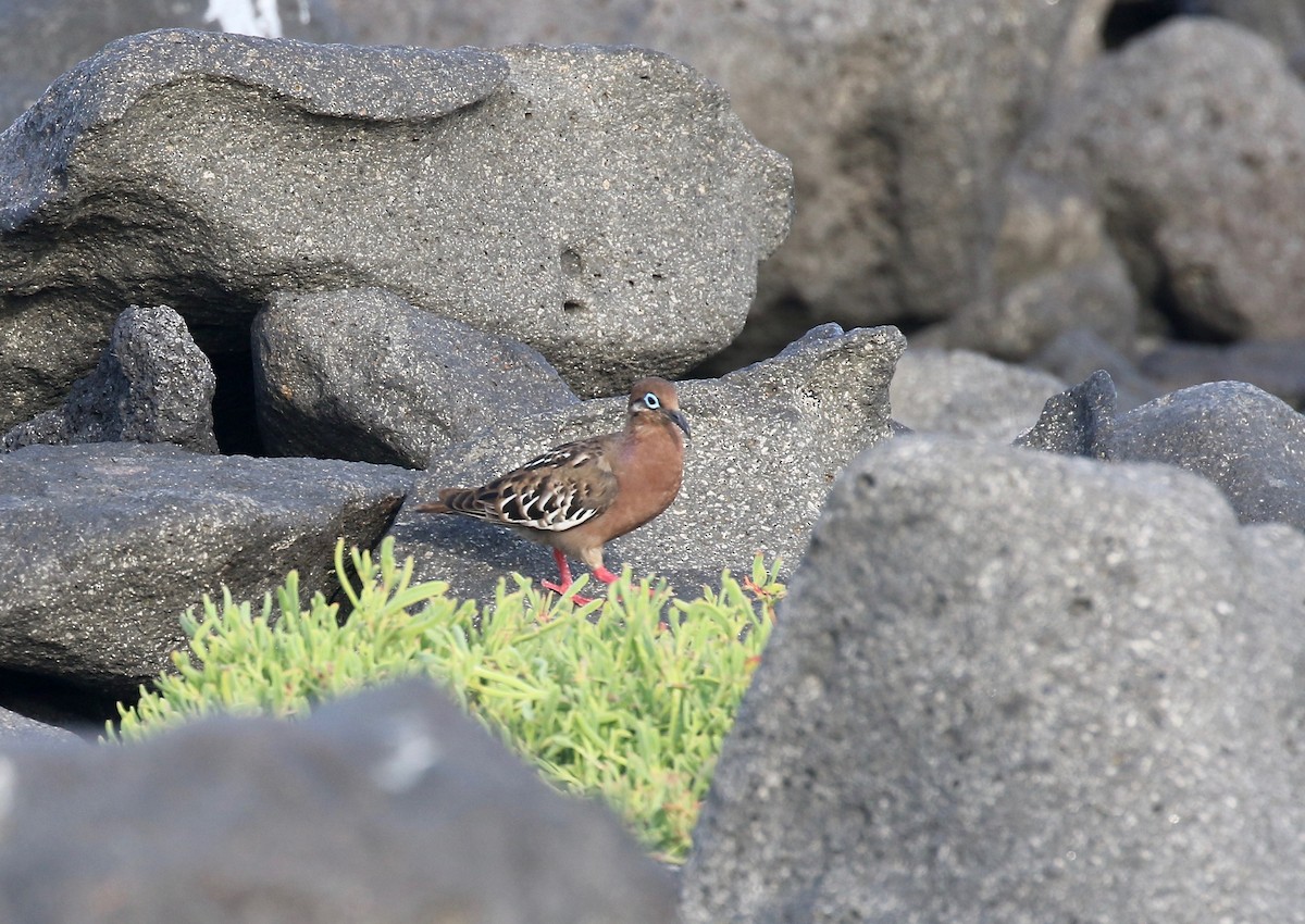 Galapagos Dove - Sandy Vorpahl