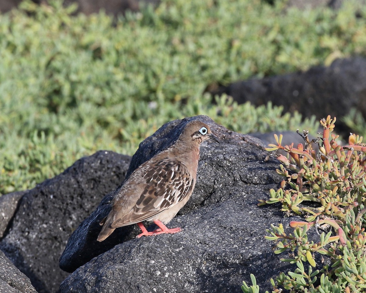 Galapagos Dove - Sandy Vorpahl