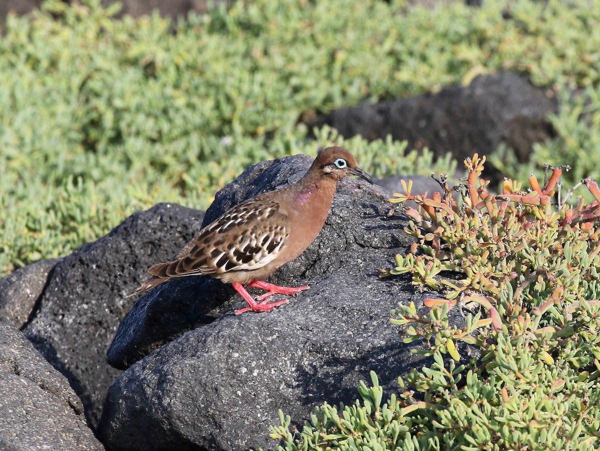 Galapagos Dove - Sandy Vorpahl