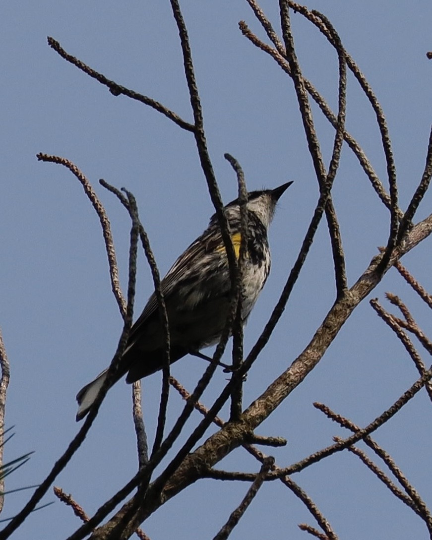 Yellow-rumped Warbler - Sue Kurtz