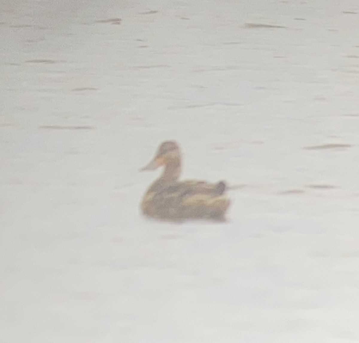 Northern Shoveler - ML622104009