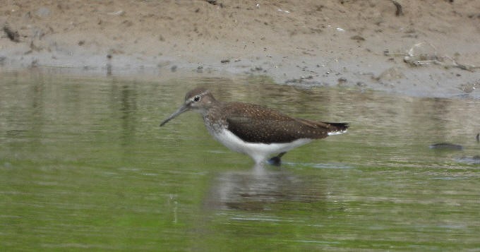 Green Sandpiper - ML622104021