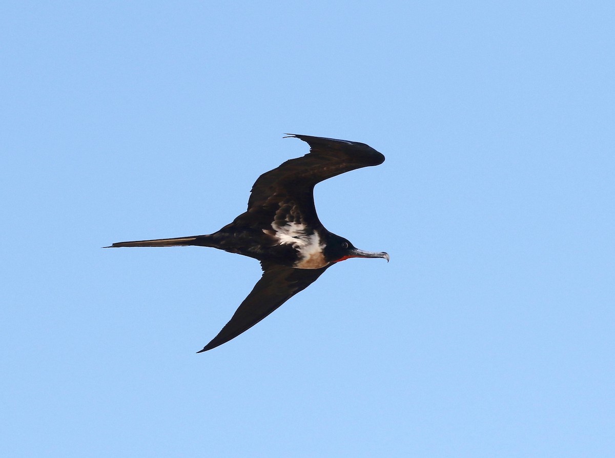 Great Frigatebird - ML622104080