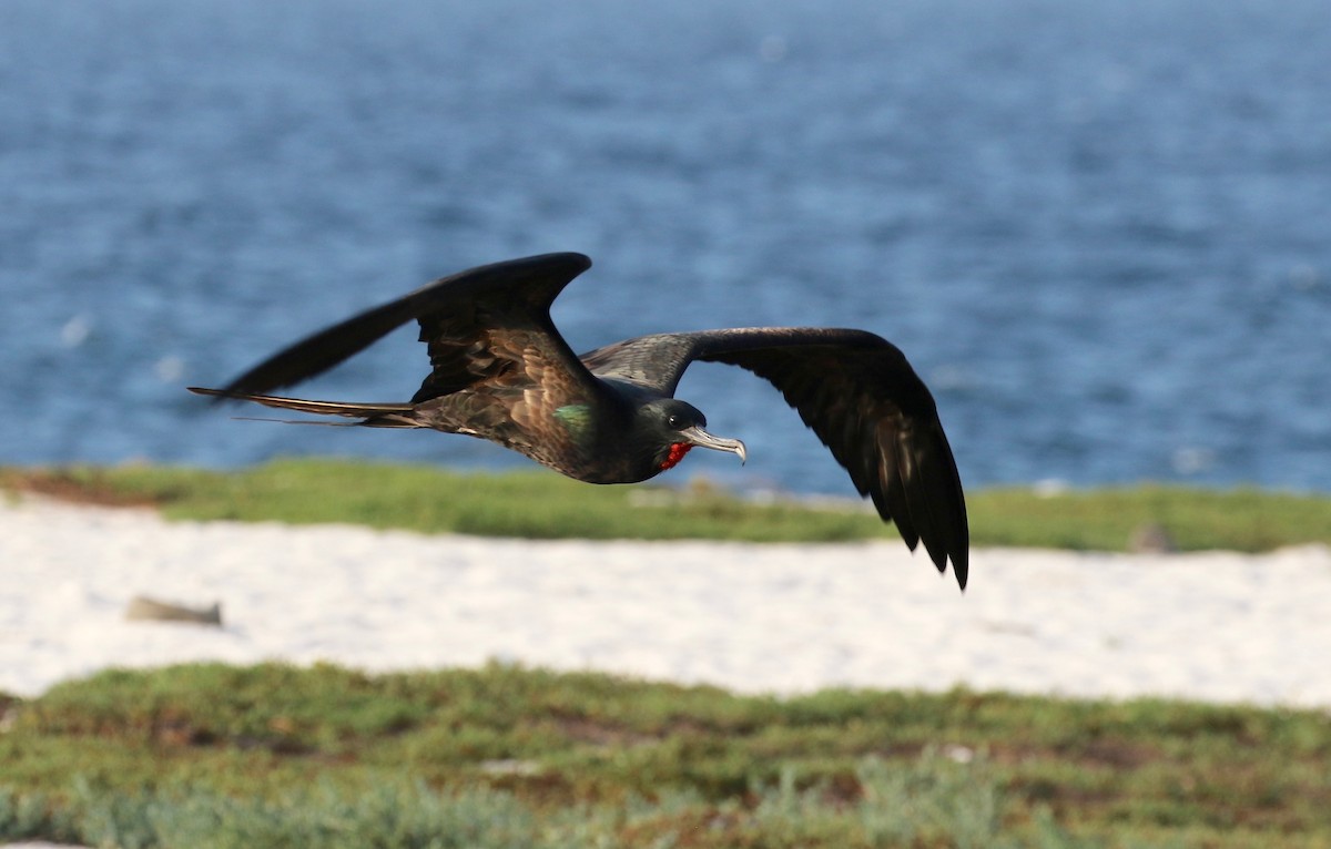 Great Frigatebird - ML622104081