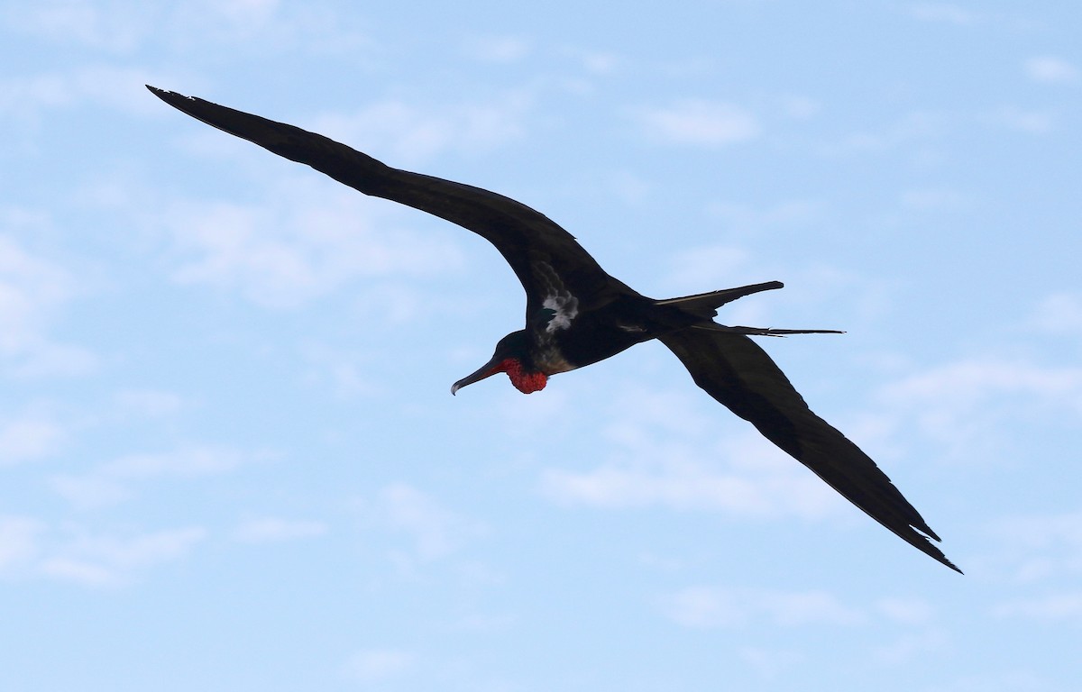 Great Frigatebird - ML622104082