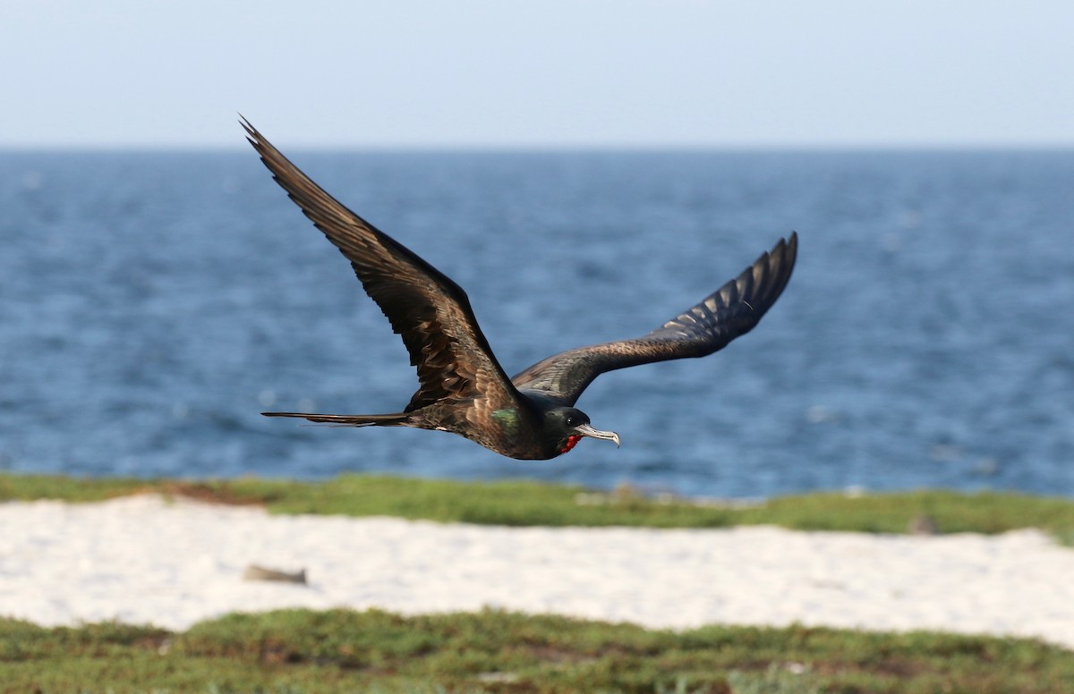 Great Frigatebird - ML622104083