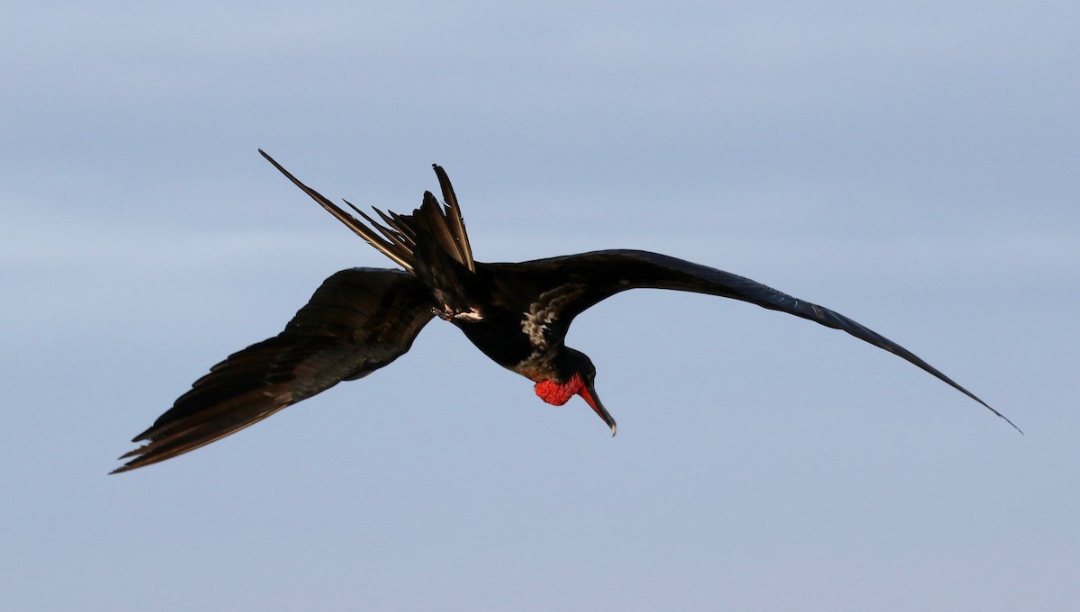 Great Frigatebird - ML622104084