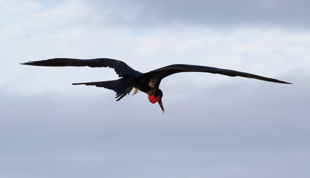 Great Frigatebird - ML622104085