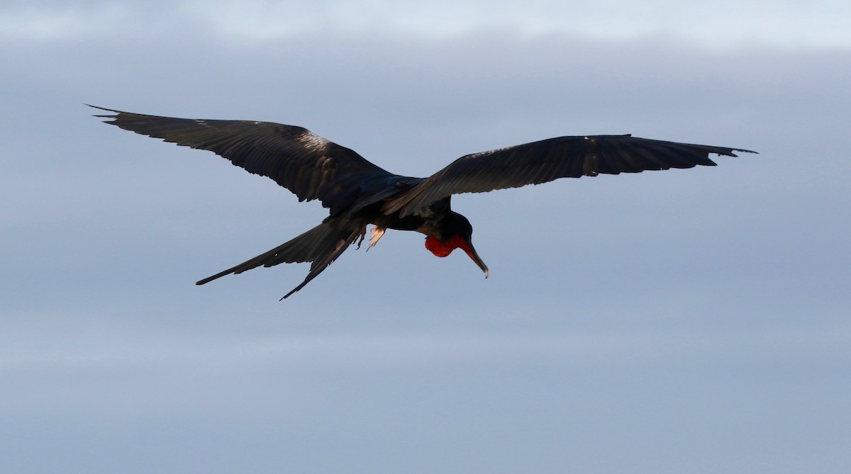 Great Frigatebird - ML622104086