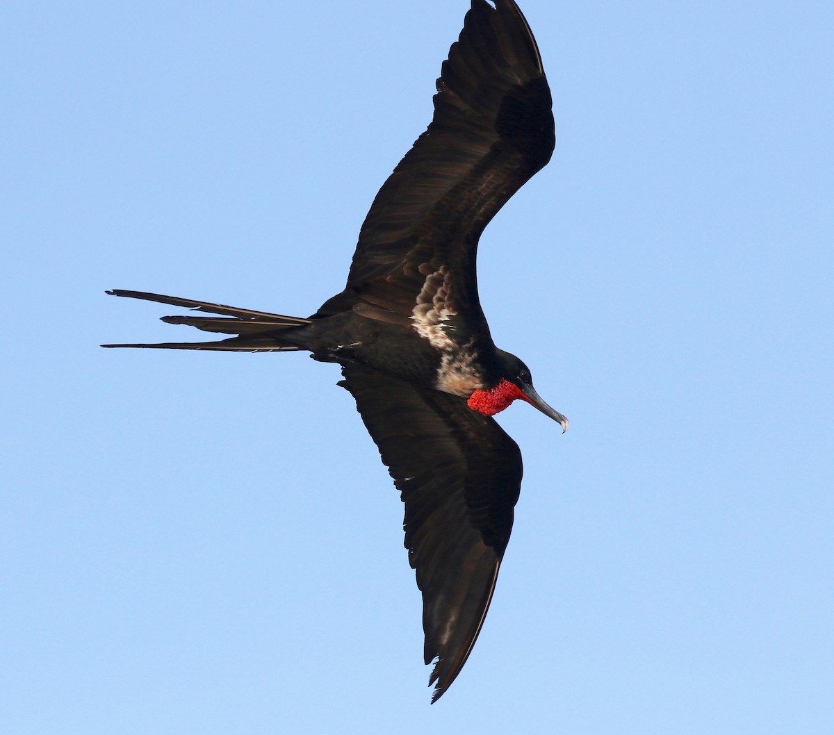 Great Frigatebird - ML622104087