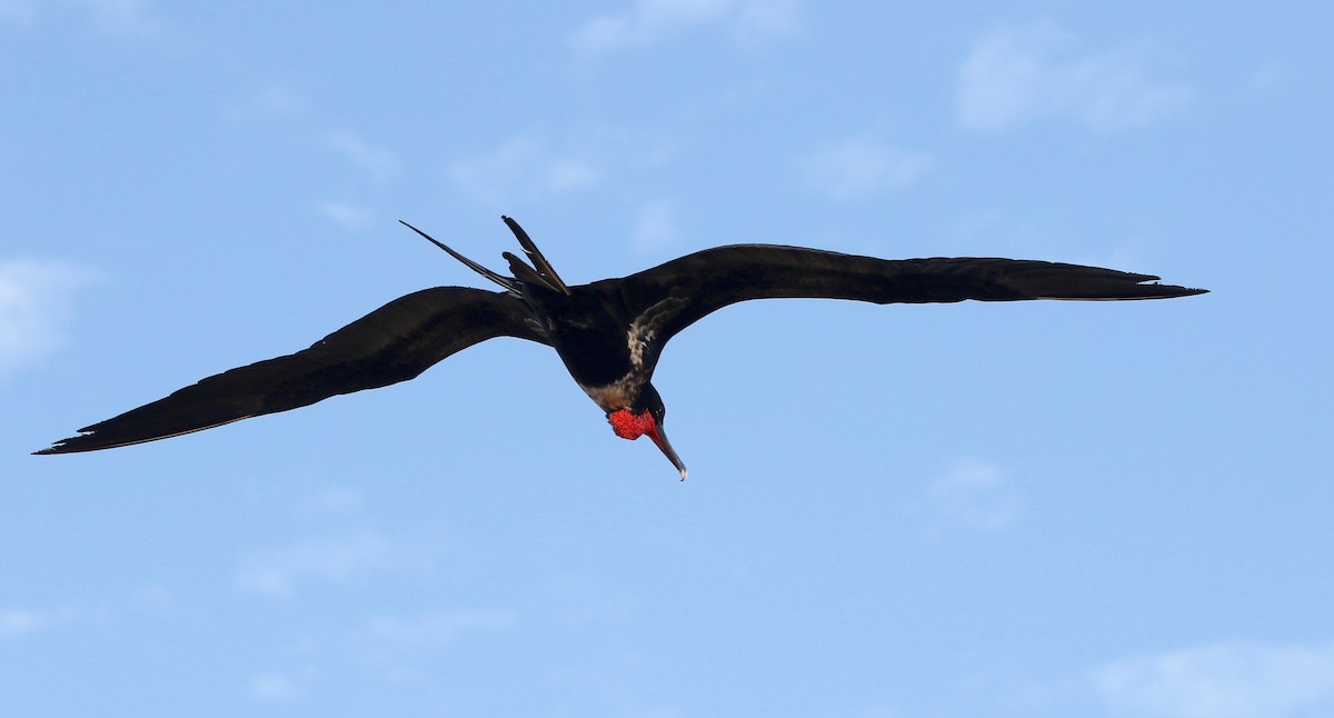 Great Frigatebird - ML622104088