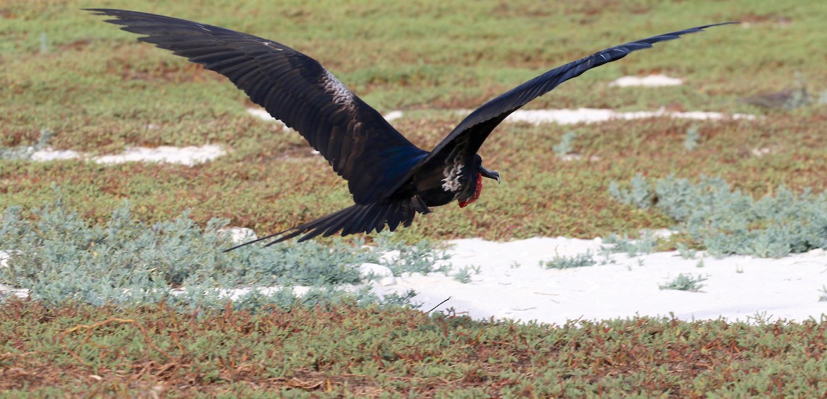 Great Frigatebird - Sandy Vorpahl