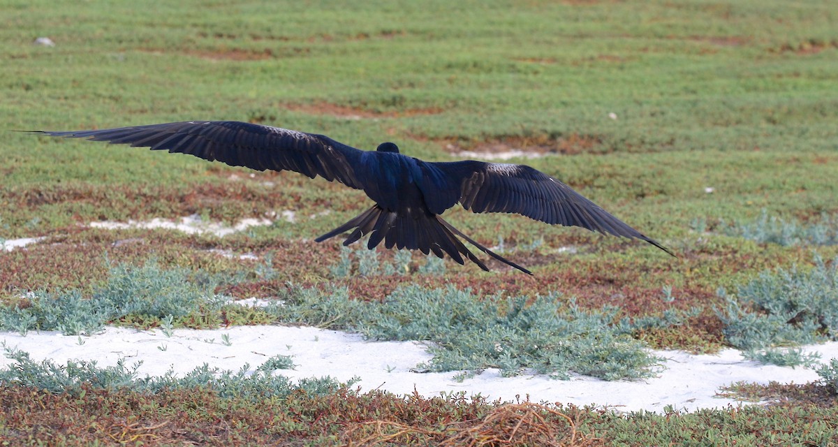 Great Frigatebird - ML622104095