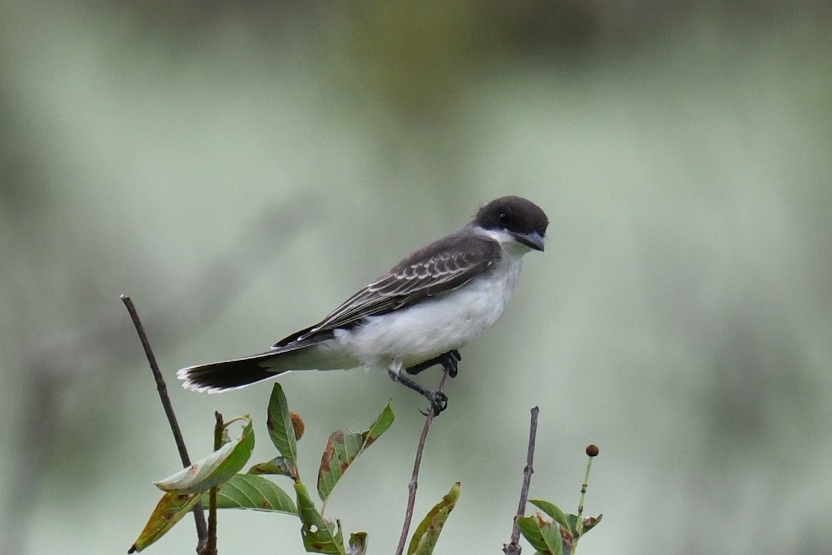 Eastern Kingbird - ML622104096